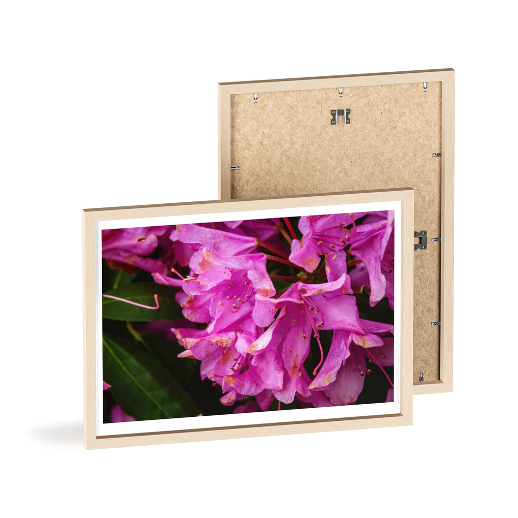 Framed Pink Rhododendron Poster — Floral Wall Art with Wooden Frame