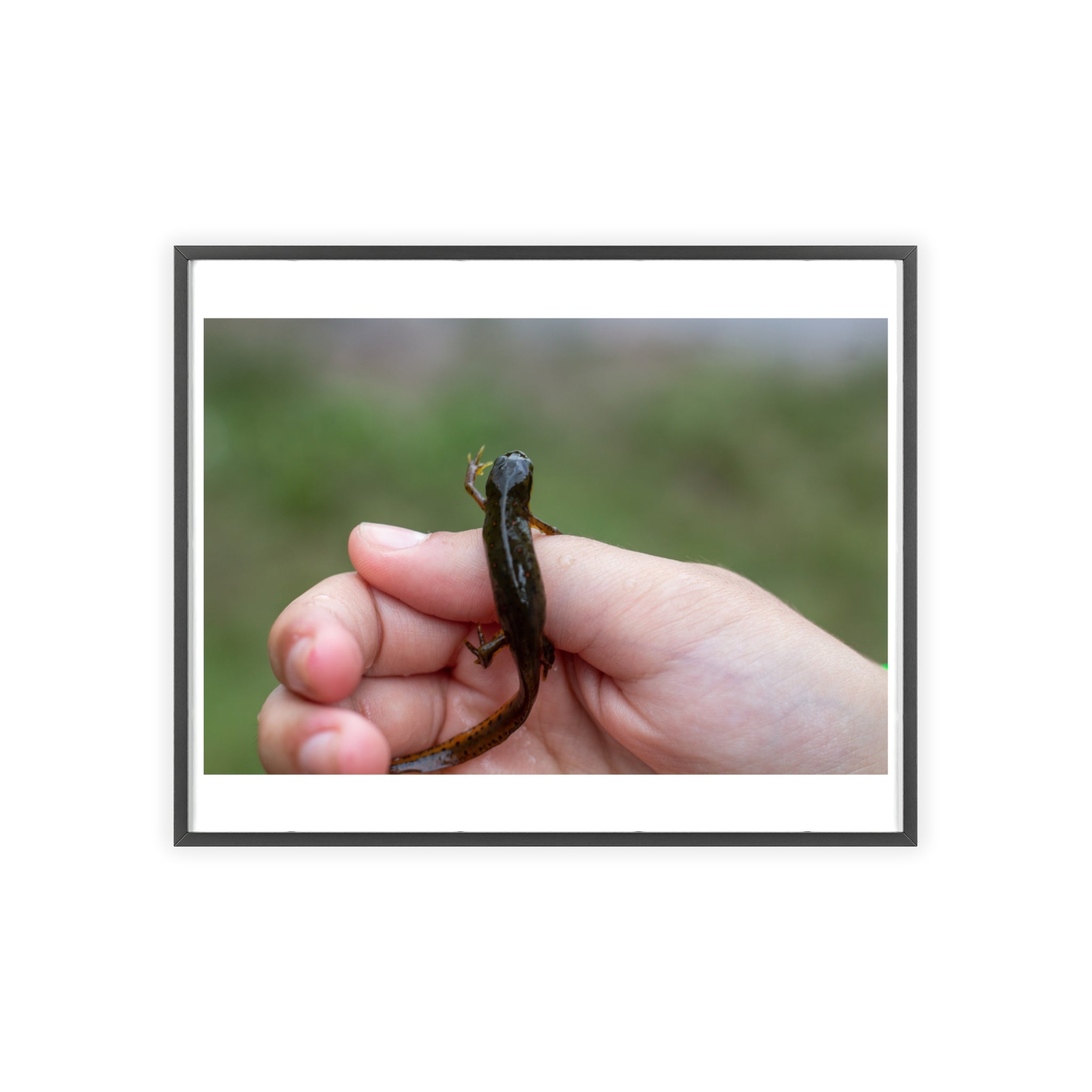 Framed Wildlife Photo Poster — Child Holding Newt