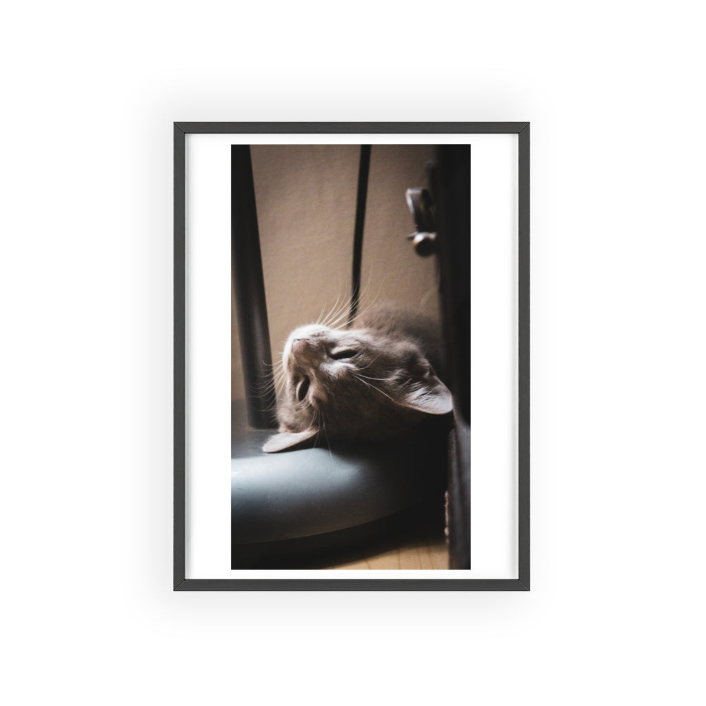 Framed Cat Photo Poster — Relaxing Nap Wall Art