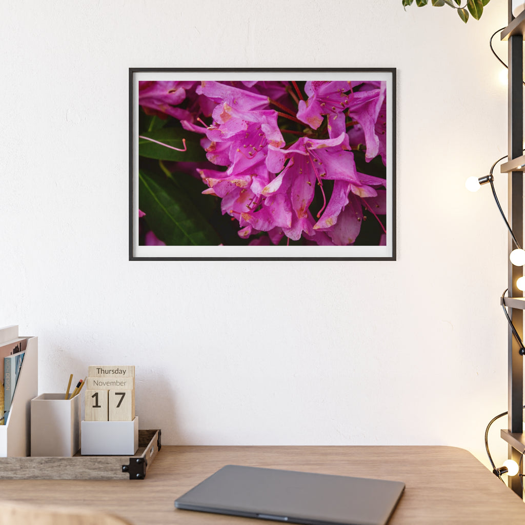 Framed Pink Rhododendron Poster — Floral Wall Art with Wooden Frame