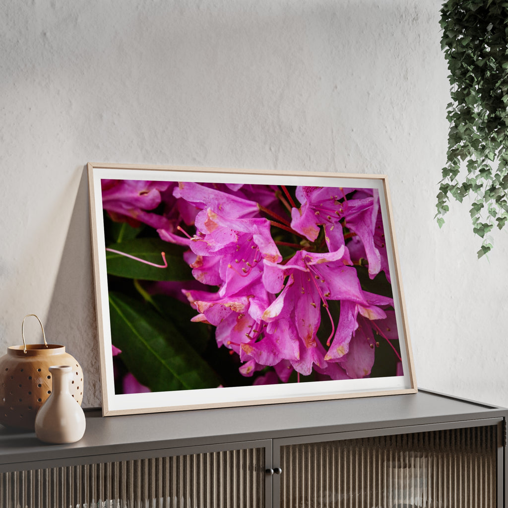 Framed Pink Rhododendron Poster — Floral Wall Art with Wooden Frame