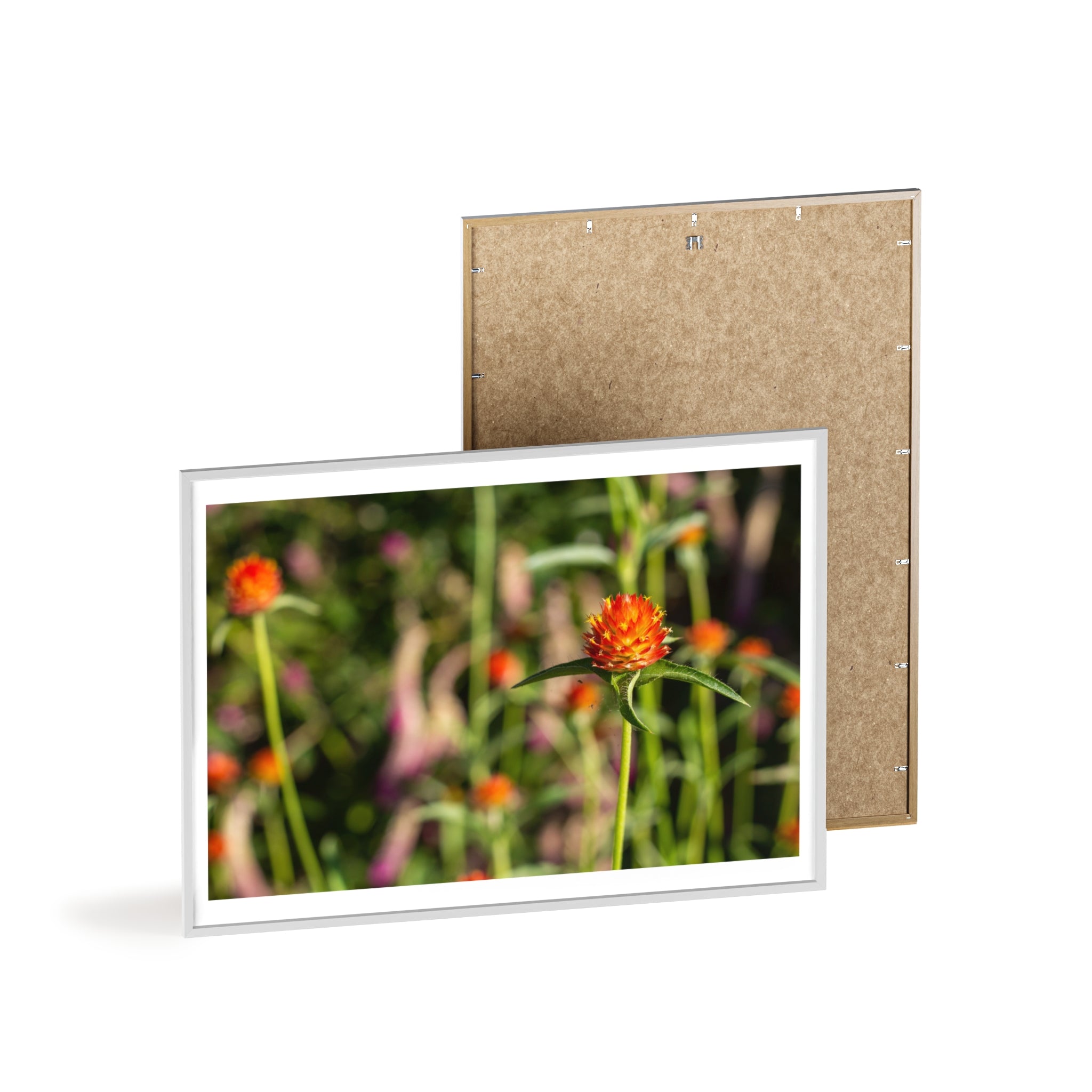 Framed Wildflower Poster — Orange Globe Amaranth Print with Wooden Frame