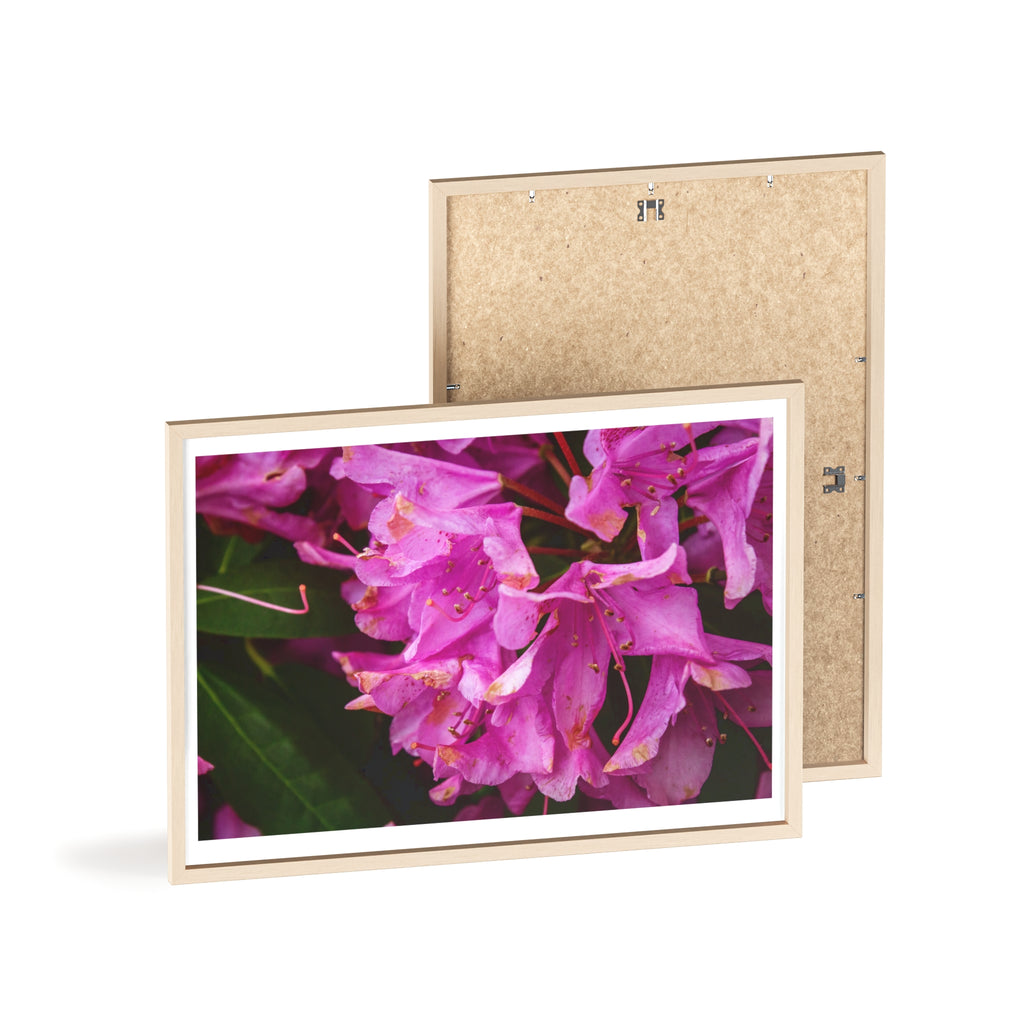 Framed Pink Rhododendron Poster — Floral Wall Art with Wooden Frame