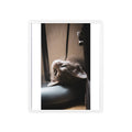Framed Cat Photo Poster — Relaxing Nap Wall Art