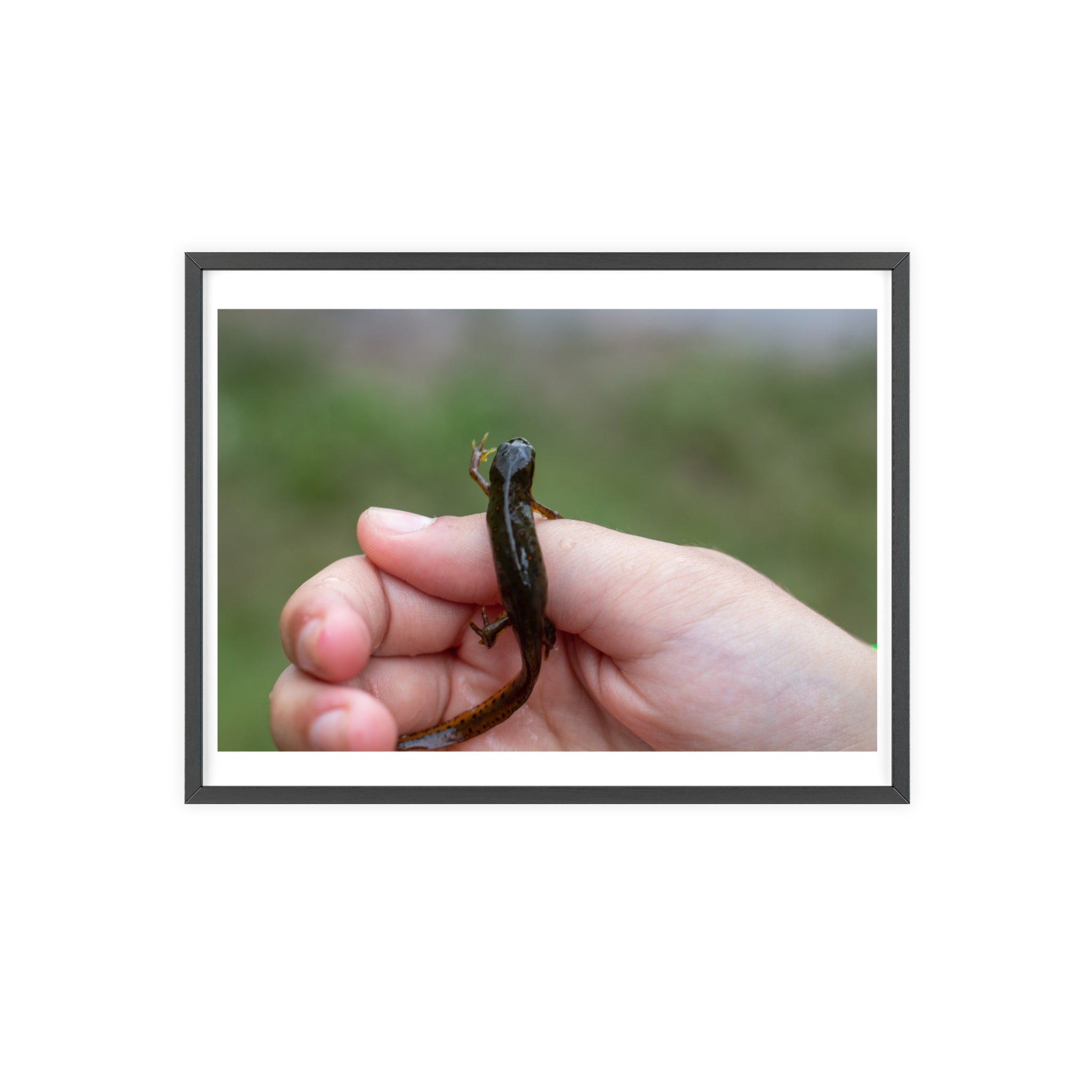 Framed Wildlife Photo Poster — Child Holding Newt